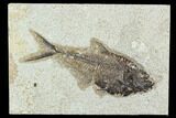 Fossil Fish (Diplomystus) - Green River Formation #129589-1
